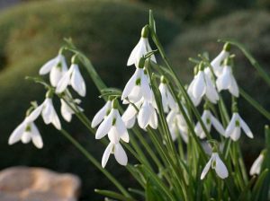 spring snowdrop flowers inspire spring fabric colours