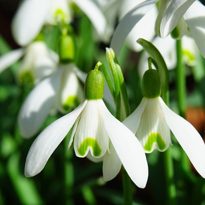 snow drops in the sunshine