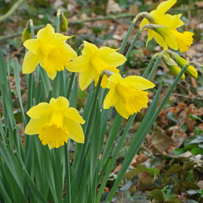 daffodils bright yellow