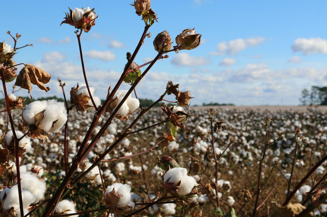 5 Ways to Introduce Eco-Friendly Fabrics into Your Home